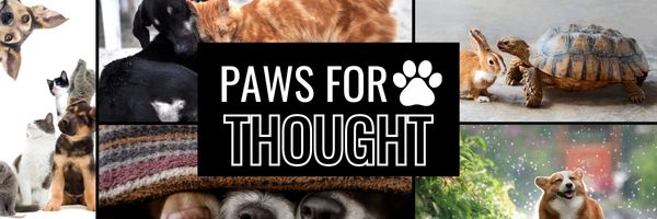 Thoughtful Thursday: Paws for Thought
