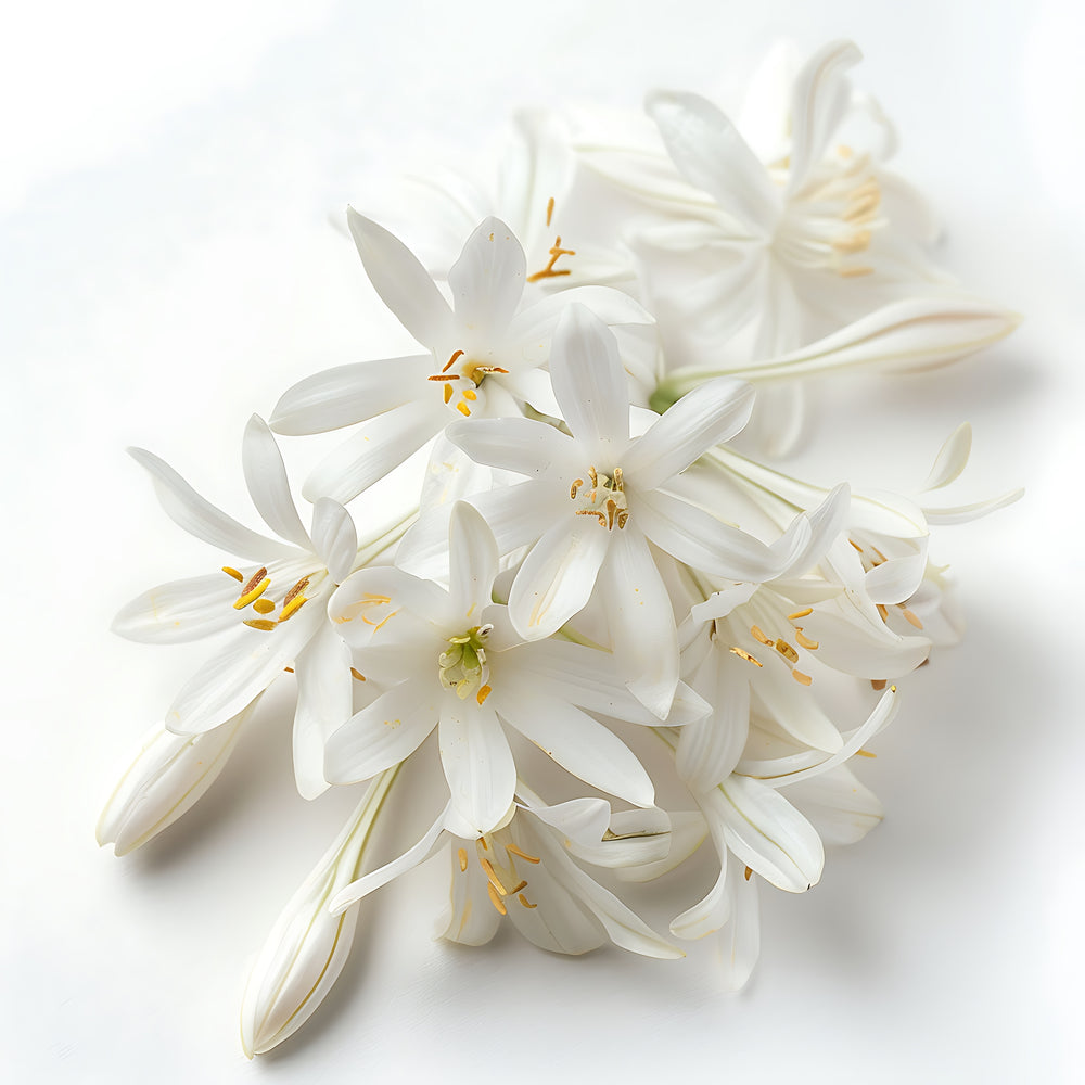 <h2>OIL & STONE ELIXIRS</h2>