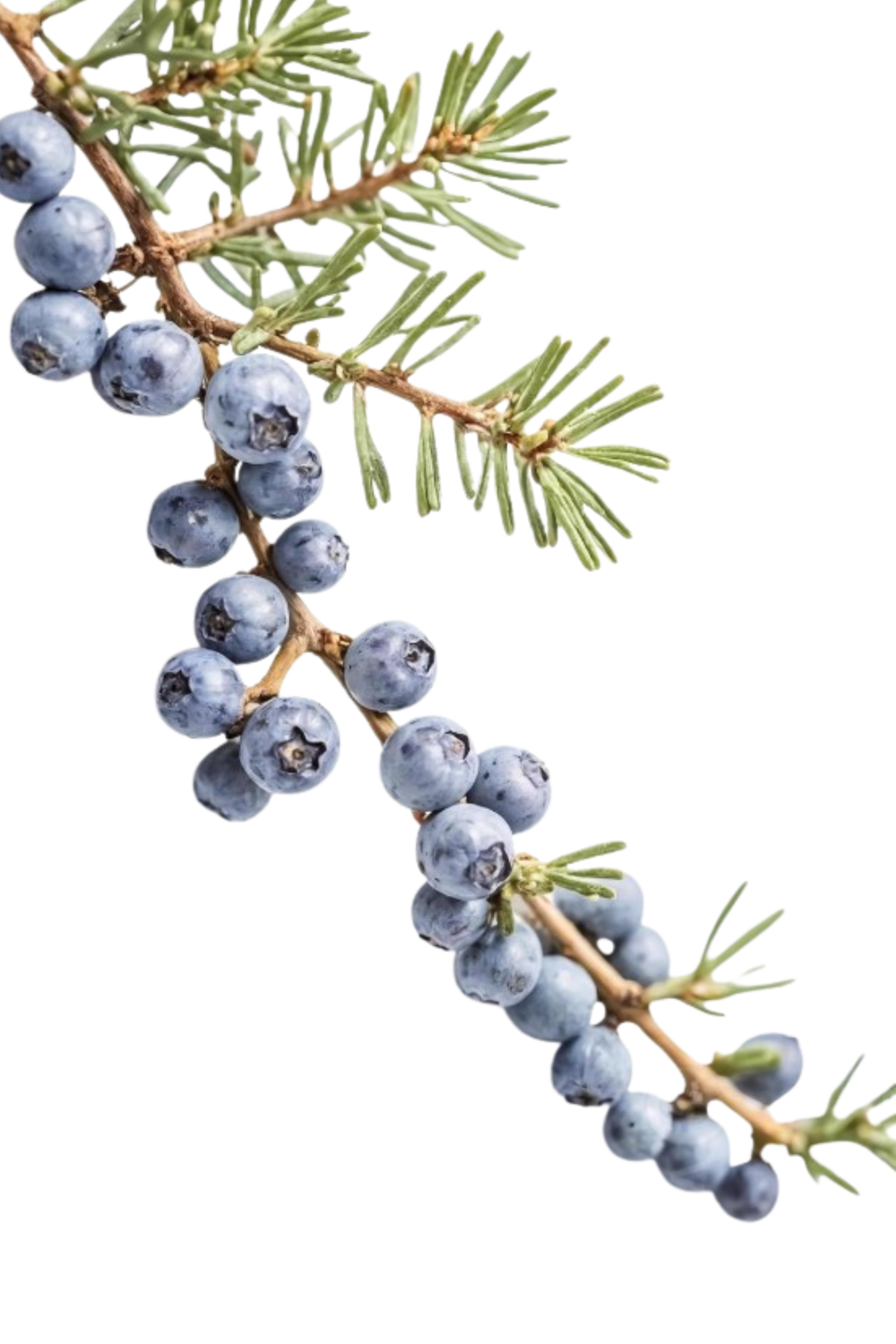 <h2>OIL & STONE ELIXIRS</h2>