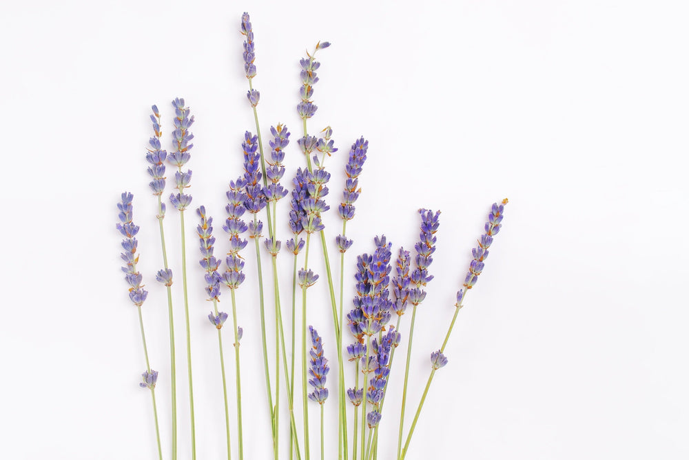 <h2>OIL & STONE ELIXIRS</h2>