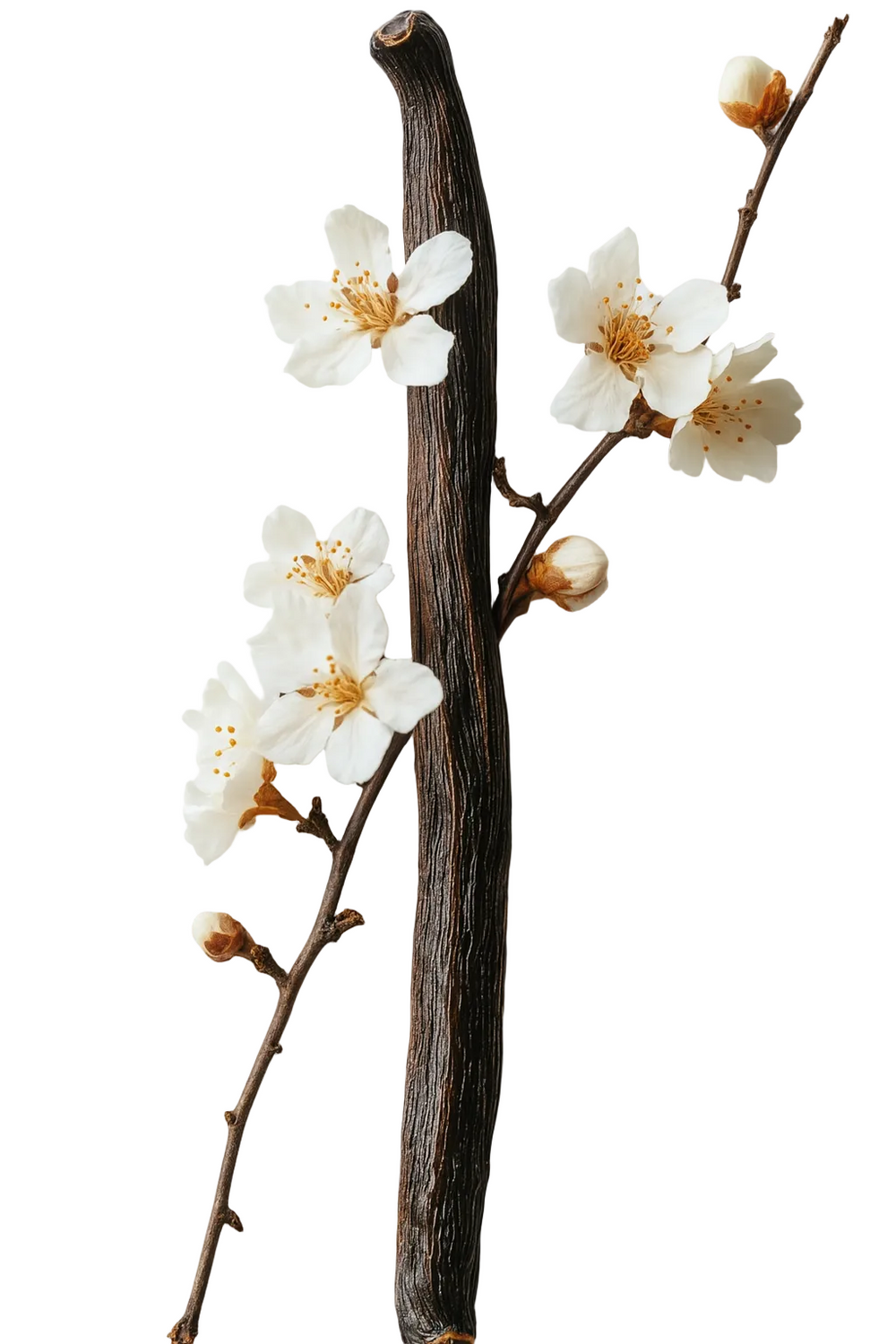 <h2>OIL & STONE ELIXIRS</h2>